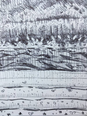 -- a preliminary field sketch of the marigold field, black tarp, and irrigation lines.